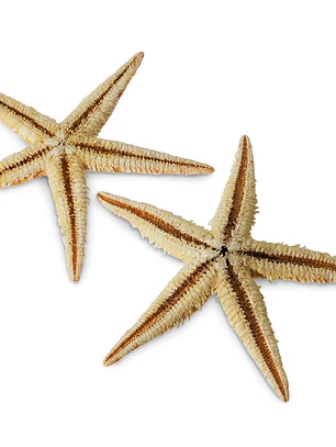 Pack Mini estrelas do mar - 12 unidades