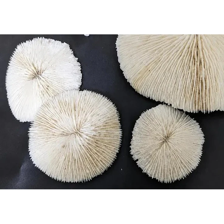 Coral natural branco 1