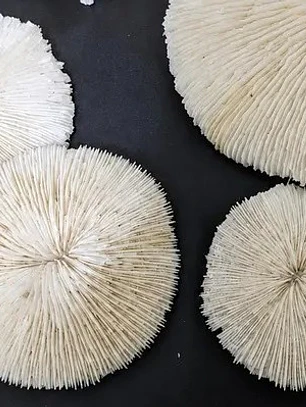 Coral natural branco