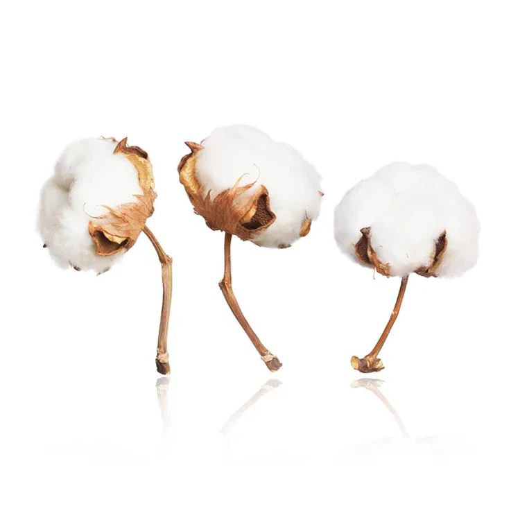 òdòdó òwú (flor de algodoeiro) 1