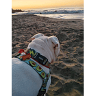 PLACA IDENTIFICACIÓN GRABADA A PEDIDO  2