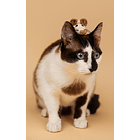 DASHI CAT TOY BEANS 2