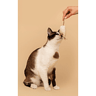 DASHI CAT TOY BEANS 3