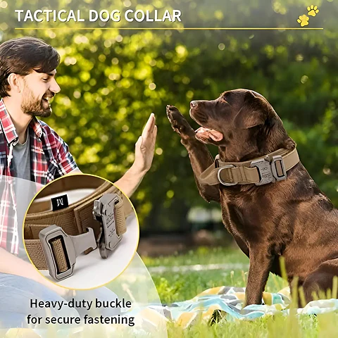 Collar para Perros + Correa para Perros 