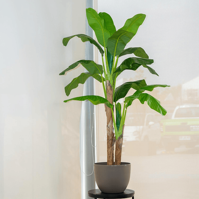 Planta Artificial Decorativa Arbol Grande Pack Banano 180cm 4