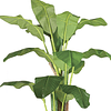 Planta Artificial Decorativa Arbol Grande Pack Banano 180cm 5