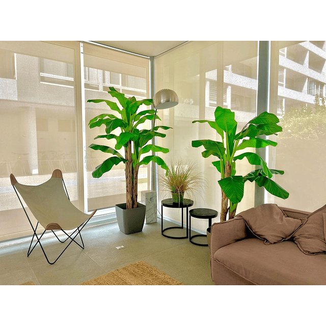 Planta Artificial Decorativa Arbol Grande Pack Banano 180cm 7