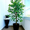 Planta Artificial Decorativa Arbol Grande Ficus 160cm 1008h 1