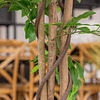 Planta Artificial Decorativa Arbol Grande Ficus 180cm 1260h 6