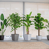 Planta Artificial Decorativa Arbol Grande Ficus 180cm 1260h 7