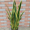 Planta Artificial Lengua de Suegra Sansevieria 60 cm/18 hjs 1