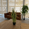 Planta Artificial Lengua de Suegra Sansevieria 60 cm/18 hjs 2