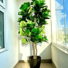 Planta Artificial Decorativa Arbol Grande Ficus Lyrata 180c 2