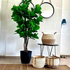 Planta Artificial Decorativa Arbol Grande Ficus Lyrata 180c 3
