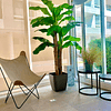 Planta Artificial Decorativa Arbol Grande Banano 230cm 26hjs 3
