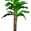 Planta Artificial Decorativa Arbol Grande Banano 230cm 26hjs 9