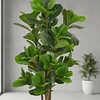 Planta Artificial Decorativa Arbol Grande Ficus Lyrata 150c 3