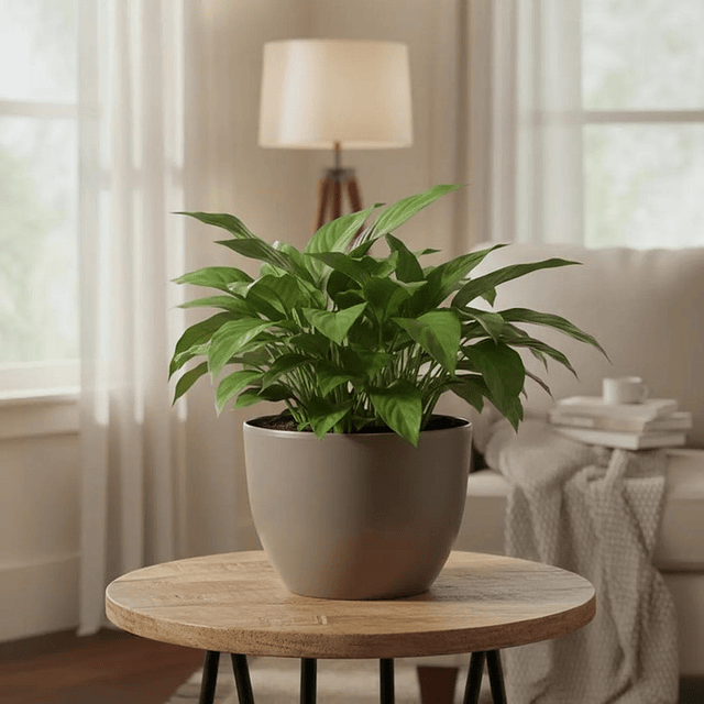 Macetero Nórdico Gris Oscuro L 30 cm 40 x 24 x 30 5