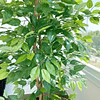 Planta Artificial Decorativa Arbol Grande Ficus 160cm 1008h 6