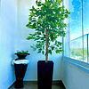 Planta Artificial Decorativa Arbol Grande Pack Ficus 160cm 5