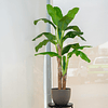Planta Artificial Decorativa Arbol Grande Pack Banano 180cm 4