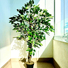 Planta Artificial Decorativa Arbol Grande Ficus 120cm 630hj 6