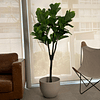 Planta Artificial Decorativa Arbol Grande Ficus Lyrata 180c 5