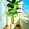 Planta Artificial Decorativa Arbol Grande Banano 180cm 14hjs 4