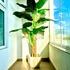 Planta Artificial Decorativa Arbol Grande Banano 180cm 14hjs 5