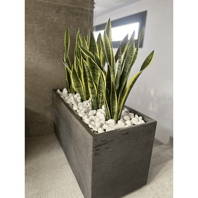 Decoracion Interior Planta Artificial Lengua de Suegra Sansevieria 5