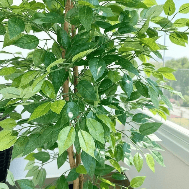 Planta Artificial Decorativa Arbol Grande Ficus 160cm 1008h 6