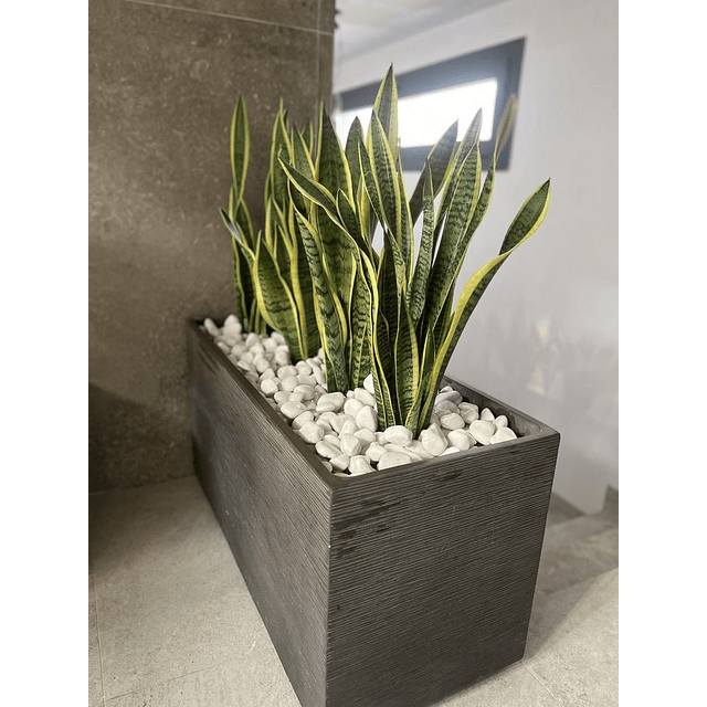 Planta Artificial Lengua de Suegra Sansevieria 60 cm/18 hjs 5