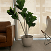Planta Artificial Decorativa Arbol Grande Ficus Lyrata 180c 5