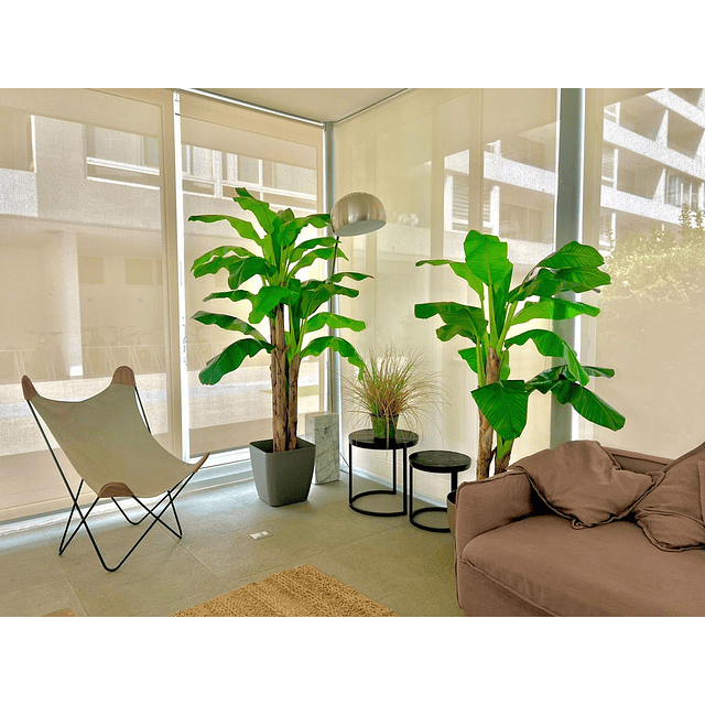 Planta Artificial Decorativa Arbol Grande Banano 230cm 26hjs 4