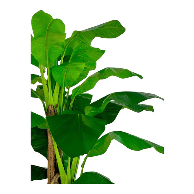 Planta Artificial Decorativa Arbol Grande Banano 230cm 26hjs 5