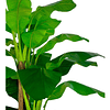 Planta Artificial Decorativa Arbol Grande Banano 230cm 26hjs 5