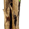 Planta Artificial Decorativa Arbol Grande Banano 230cm 26hjs 6