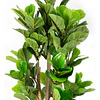 Planta Artificial Decorativa Arbol Grande Ficus Lyrata 120c 2