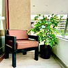 Planta Artificial Decorativa Arbol Grande Pack Ficus 120cm 4