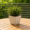 Jardinera Macetero Cuadrada Plastico 20cm Terraza Balcon 12