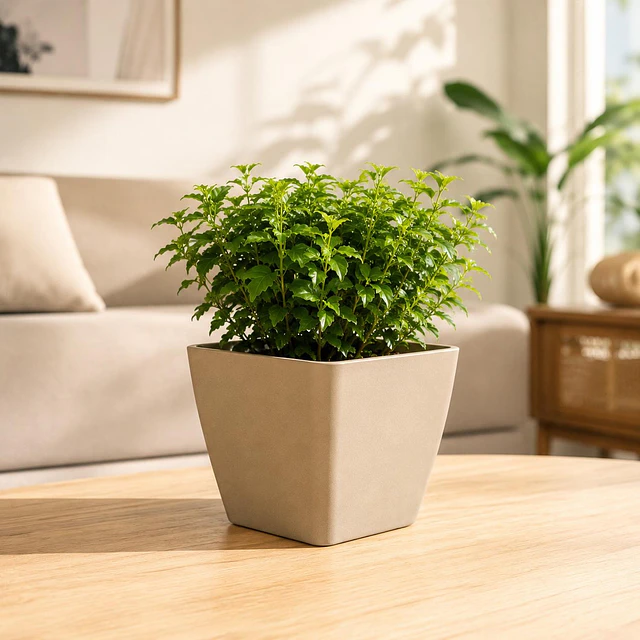 Jardinera Macetero Cuadrada Plastico 20cm Terraza Balcon 14