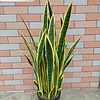 Planta Artificial Lengua de Suegra Sansevieria 60 cm/18 hjs 2