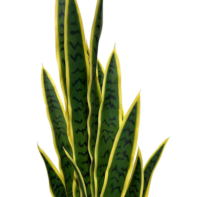 Planta Artificial Lengua de Suegra Sansevieria 60 cm/18 hjs 8