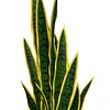 Planta Artificial Lengua de Suegra Sansevieria 60 cm/18 hjs 8