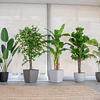 Planta Artificial Decorativa Arbol Grande Bamboo 150cm 1095 3