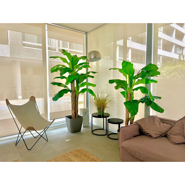 Planta Artificial Decorativa Arbol Grande Banano 230cm 26hjs 4