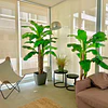 Planta Artificial Decorativa Arbol Grande Pack Banano 180cm 7