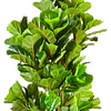 Planta Artificial Decorativa Arbol Grande Ficus Lyrata 180c 5