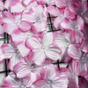 Malla de Hojas Cerca Diseño Enredadera Decoración 3x1m 17