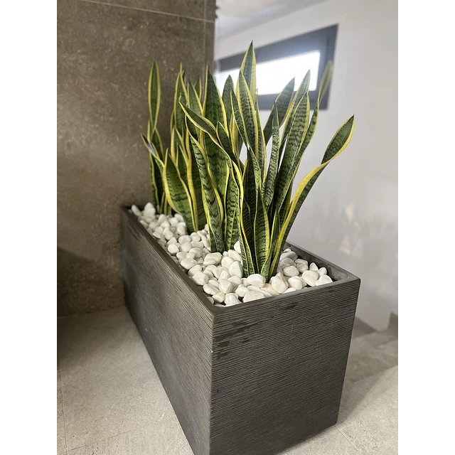 Planta Artificial Lengua de Suegra Sansevieria 75 cm/18 hjs 4